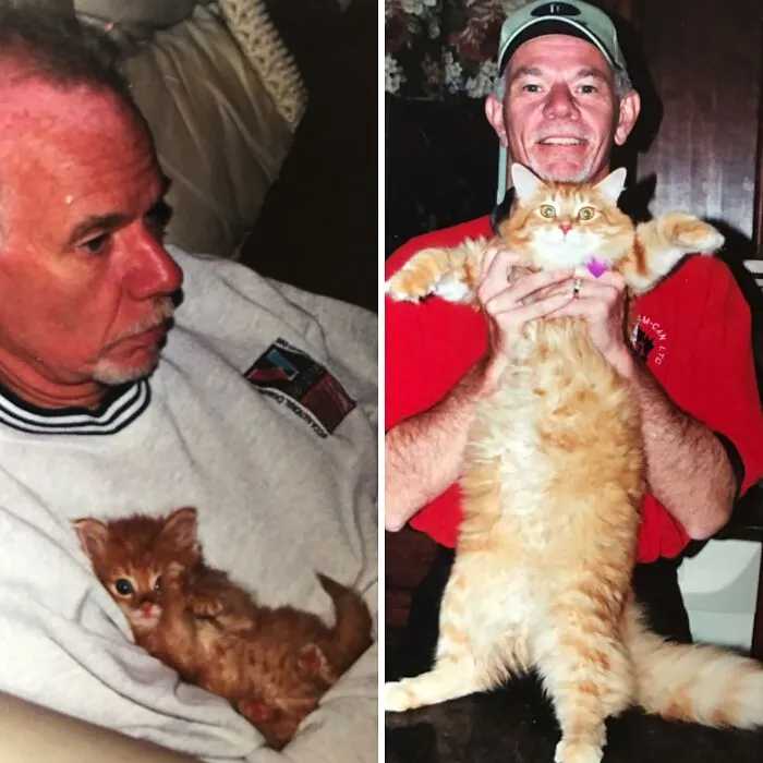 Before-and-after photos of a tiny orange kitten growing into a large fluffy cat held by its owner