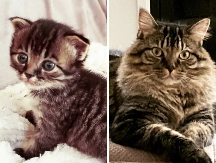 Before-and-after photos showing a fluffy tabby kitten with big eyes growing into a majestic adult cat