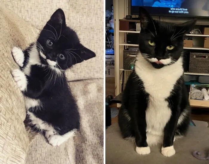 Before-and-after photos of a tuxedo kitten growing up into a handsome adult cat with a white mustache