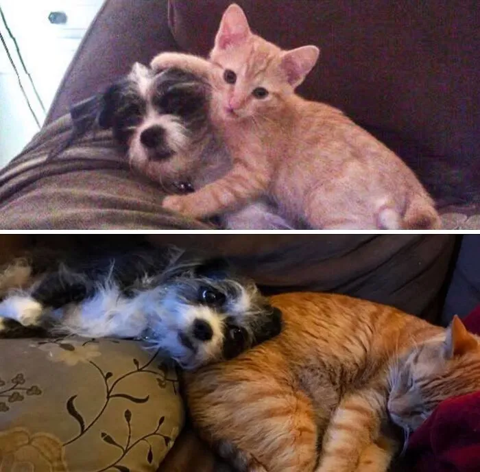 Before-and-after photos showing a kitten cuddling with a dog and later as a grown cat resting together