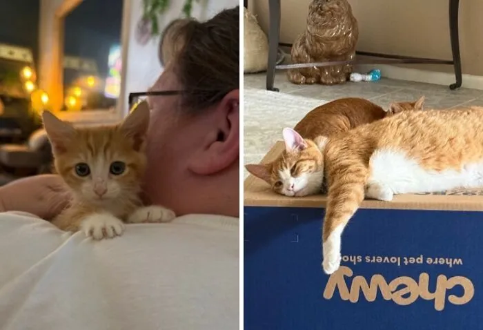 Before-and-after photos of an orange kitten growing up into a large tabby cat lounging on a Chewy box