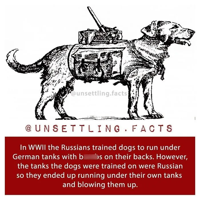 Historical sketch of a military dog carrying equipment, illustrating creepy and unsettling facts from history.