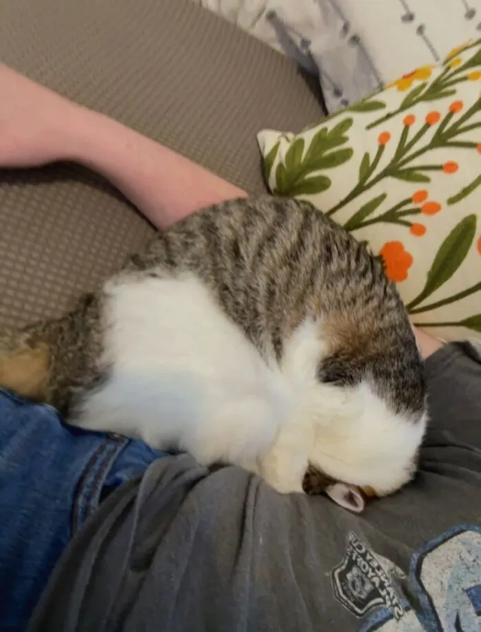 A tabby and white cat sleeping in a funny curled position on its owner's lap with its paws over its face.