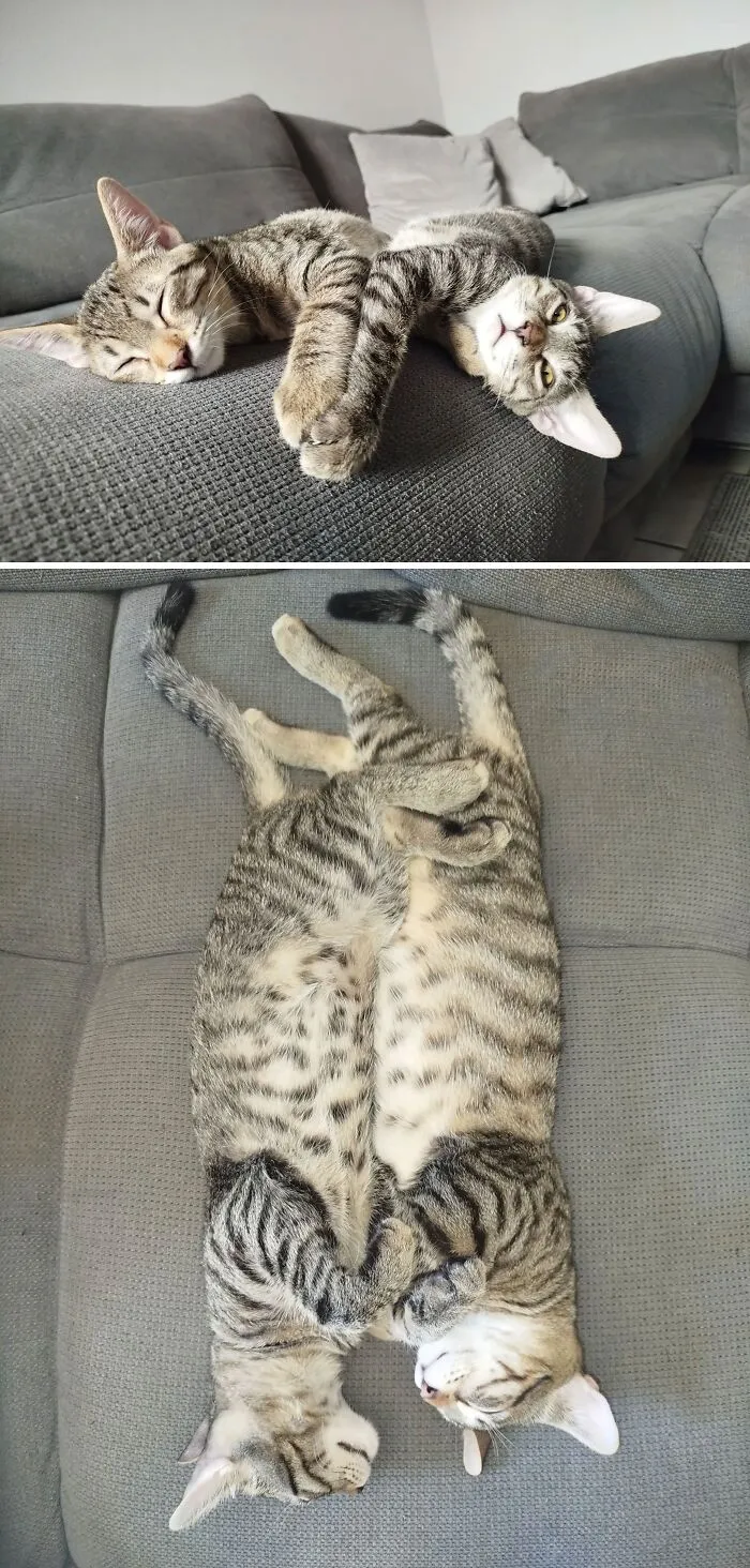 Two striped tabby cats cuddling on a couch in one of the funniest positions.
