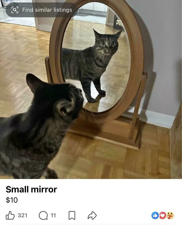 A funny mirror pic featuring a tabby cat curiously staring at its own reflection in a small wooden oval mirror.