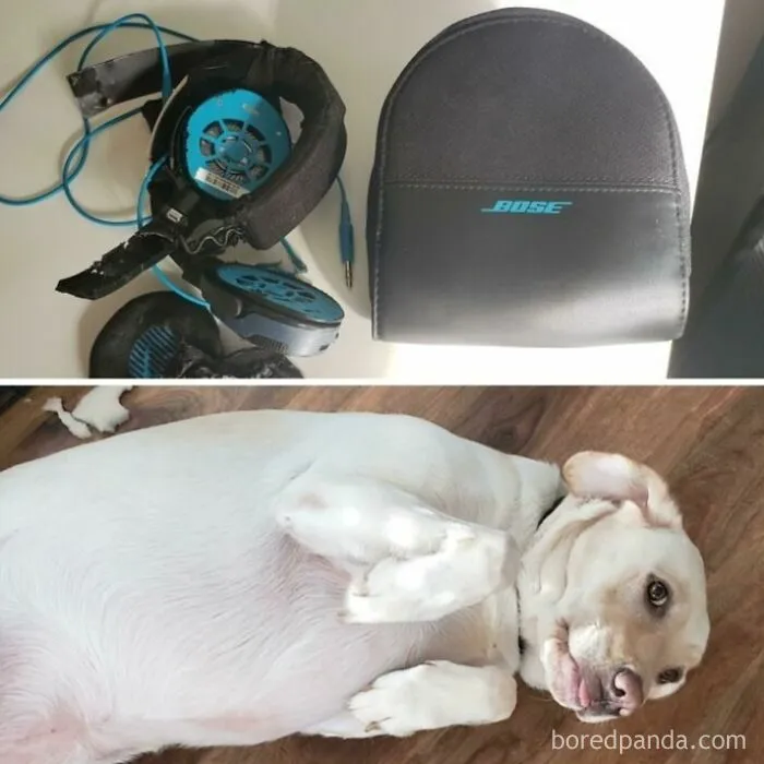 A guilty-looking dog lying on the floor next to chewed-up Bose headphones, illustrating questionable decisions
