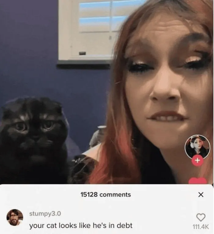 A social media comment with a funny and oddly accurate insult saying a cat looks like he is in debt.