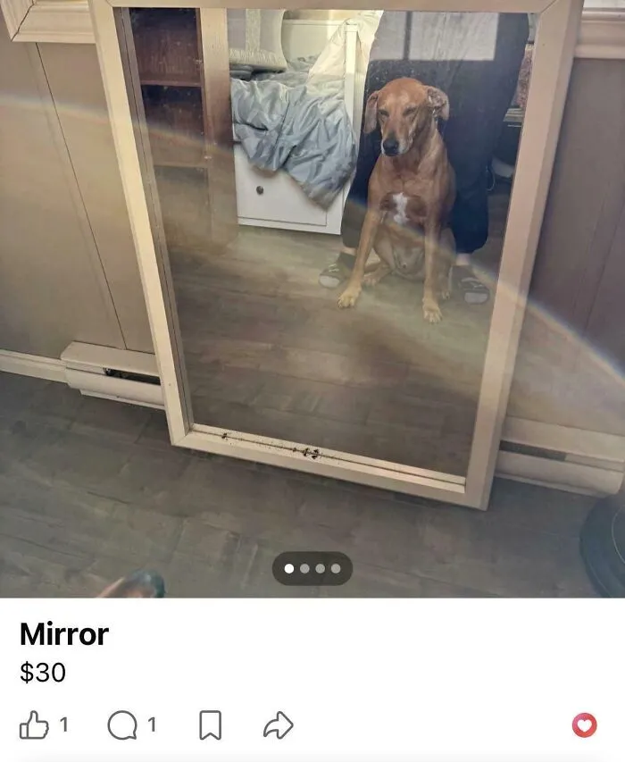 A reflection in a mirror pic showing a dog sitting calmly in front of a person taking a photo