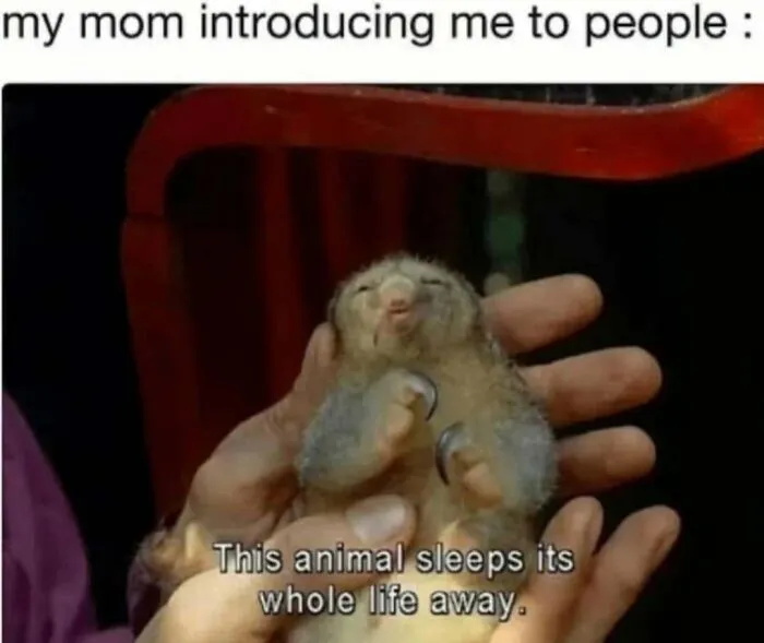 Funny animal memes showing a cute sleepy sloth in hands representing sleeping a lot