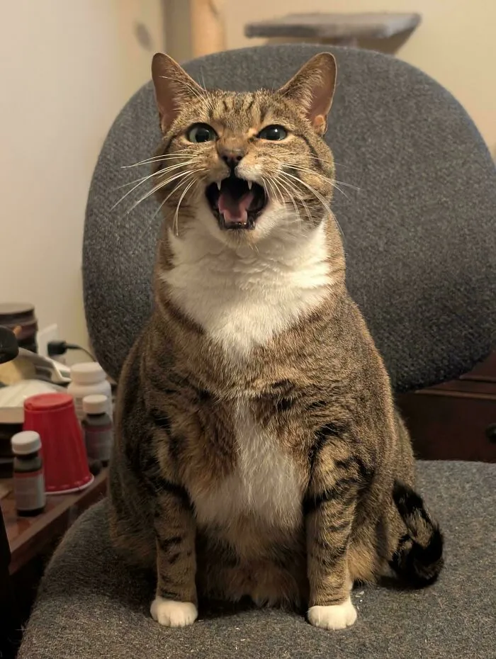 Chubby tabby cat meowing on a gray office chair
