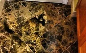 69 Accidental Camouflage Moments That Look Almost Too Perfect To Be Coincidence