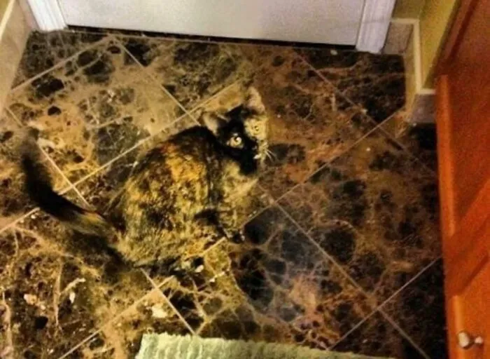 Marble Floor Probably Wasn't The Best Idea