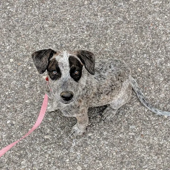 A speckled puppy blends with the asphalt road representing accidental camouflage