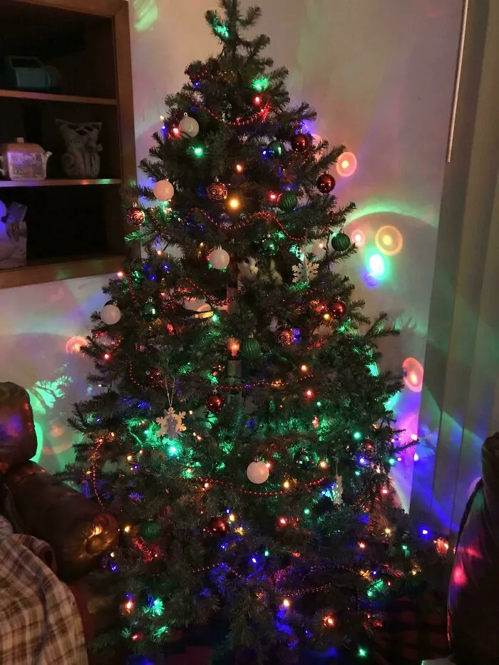 A cat hiding inside a decorated Christmas tree as a fun example of accidental camouflage