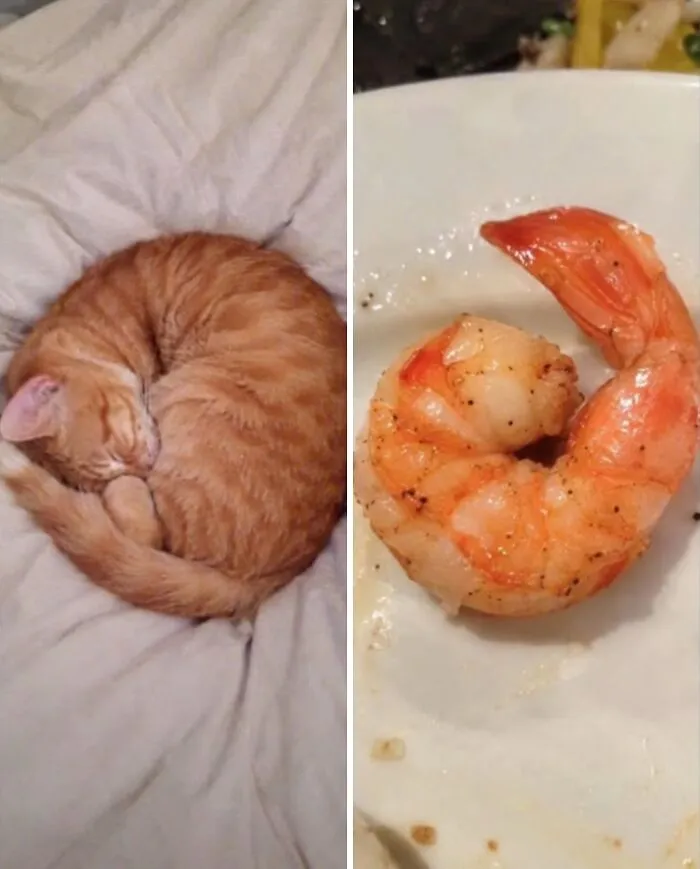 An orange tabby cat curled up like a cooked shrimp, highlighting funny cats with food doppelgängers