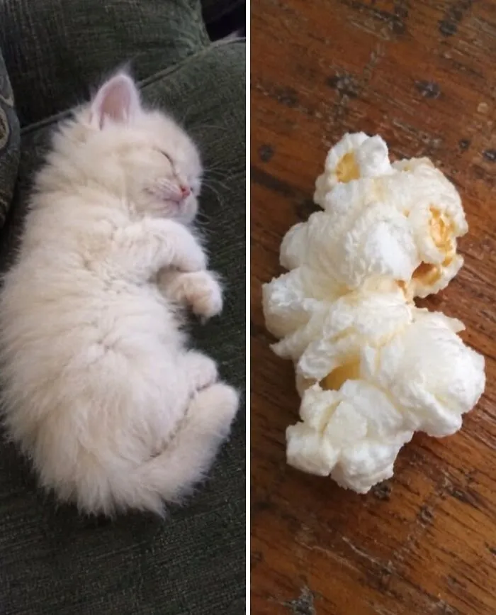 Tiny white kitten curled up on a cushion next to a piece of popped popcorn doppelganger.