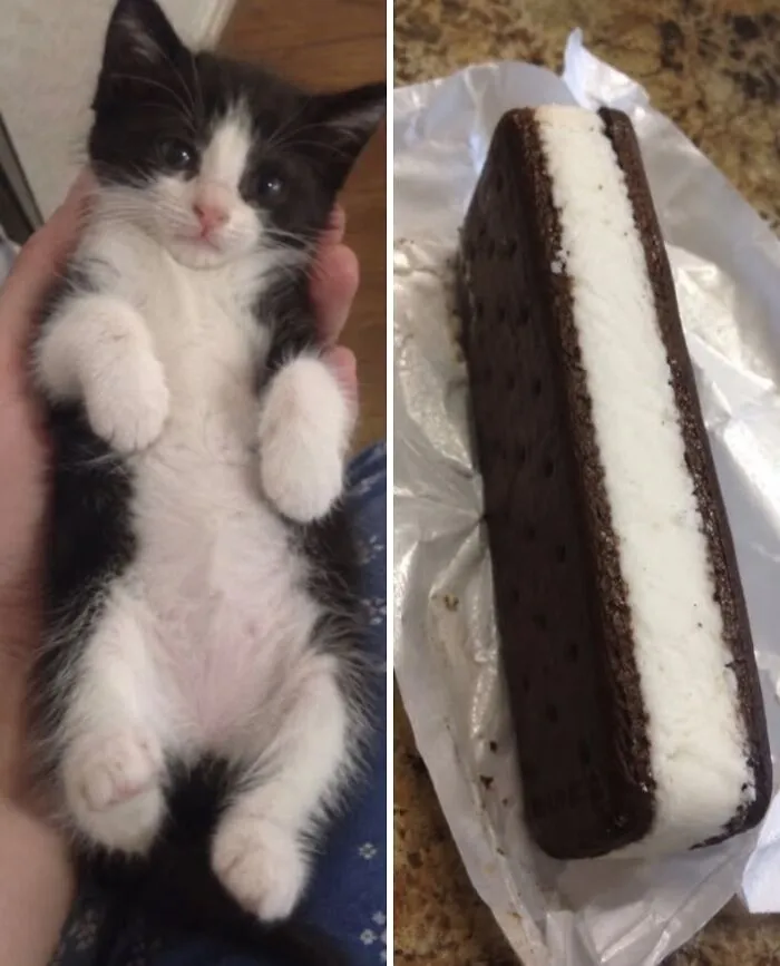 Side-by-side comparison of a black and white tuxedo kitten and an ice cream sandwich food doppelgänger.