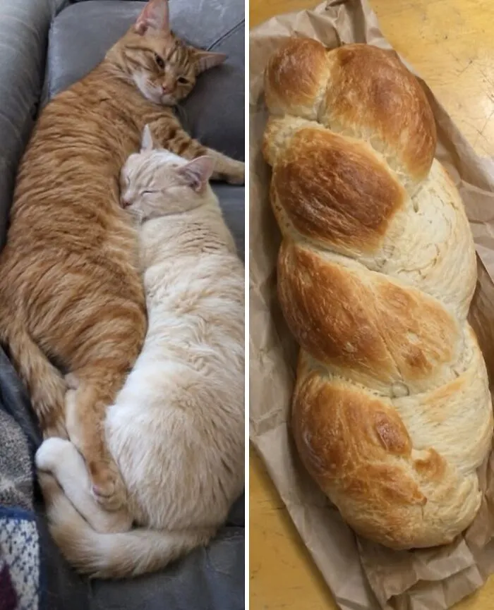 An orange and cream cat snuggling together like a braided loaf of bread doppelganger.