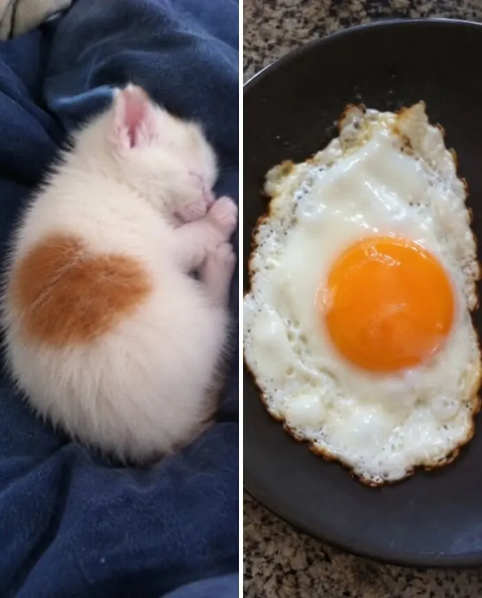 A sleeping white kitten with a round orange spot next to a sunny-side-up egg, representing food doppelgängers