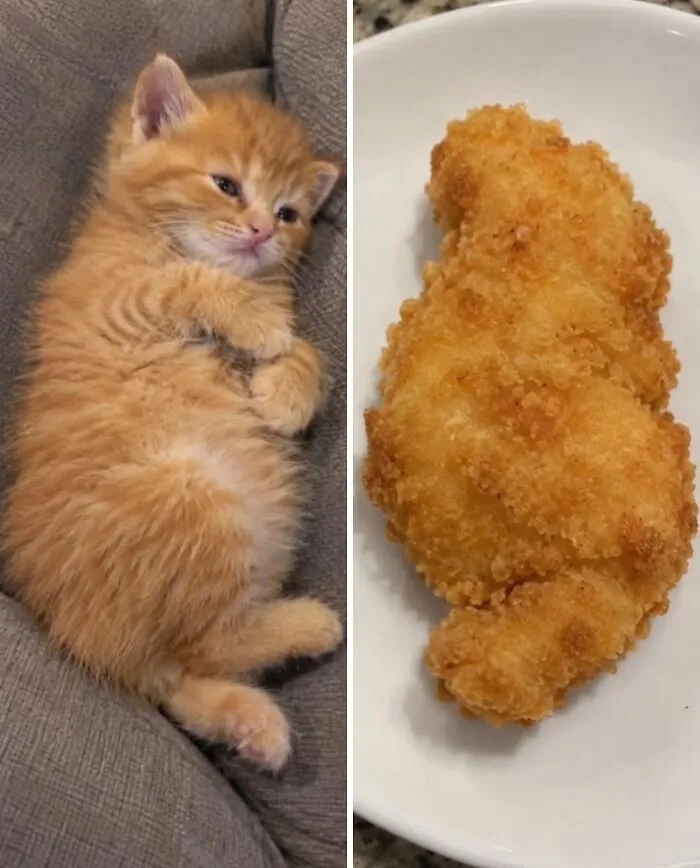An orange tabby kitten sleeping beside a piece of crispy fried chicken, showcasing funny food doppelgängers