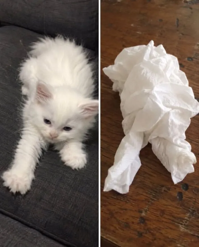 Fluffy white kitten stretching next to a crumpled white tissue, showing a cute doppelgänger comparison