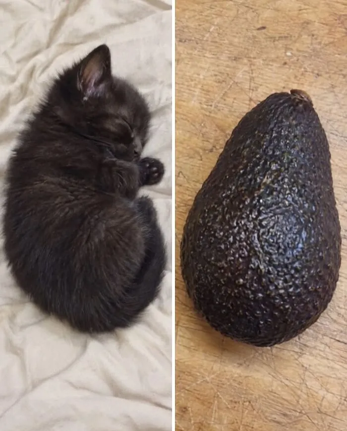 A tiny dark kitten curled up in a ball compared to a ripe avocado, illustrating food doppelgängers