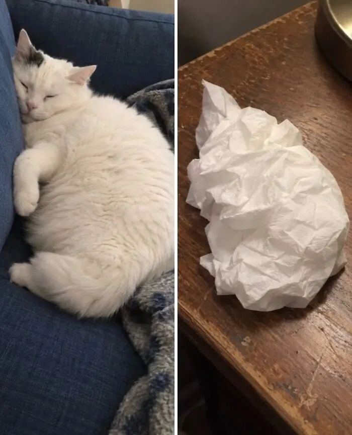 Fluffy white cat curled up on a sofa next to a crumpled white tissue paper doppelganger.