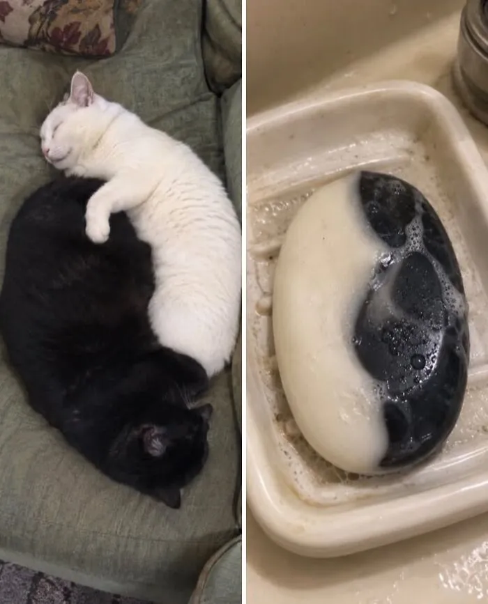 Black and white cats sleeping together like a yin yang soap bar, illustrating unique cat doppelgangers.