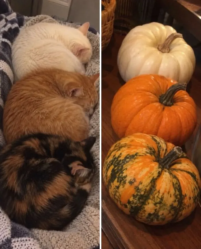 Three cats curled up like white, orange, and speckled pumpkins, showcasing funny cat food doppelgangers.