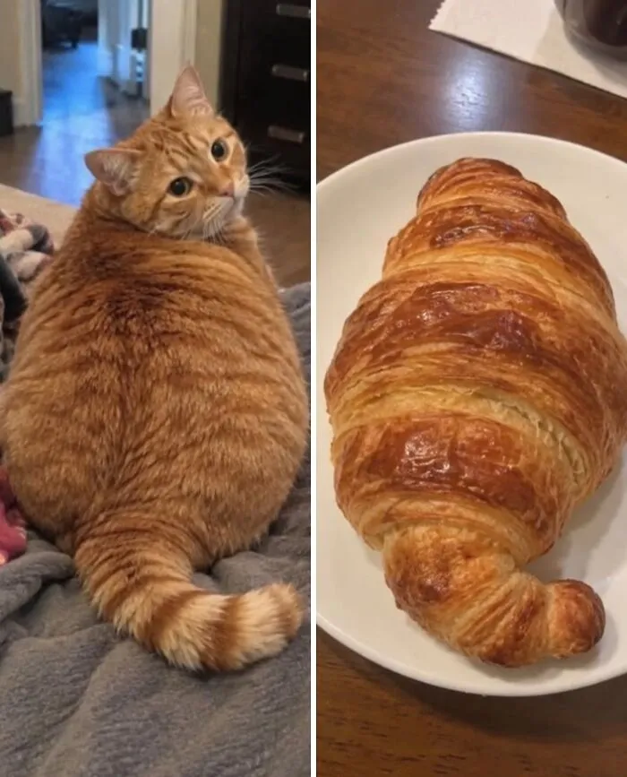 Side-by-side comparison of a plump ginger cat and a golden brown croissant, highlighting cute food doppelgängers