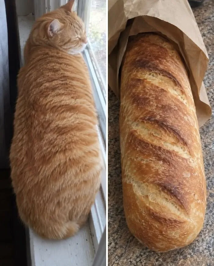 An orange tabby cat loafing on a window sill next to a golden-brown baguette food doppelgänger