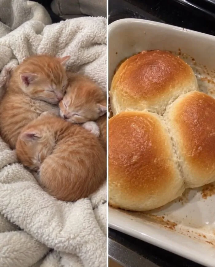 Three tiny sleeping orange kittens huddled together next to a tray of three golden-brown baked dinner rolls