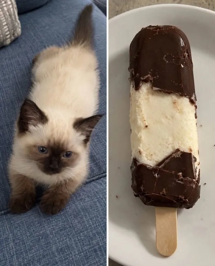 “Cats Or Snacks?”: 26 Hilarious Side-By-Side Comparisons That Are Surprisingly Accurate