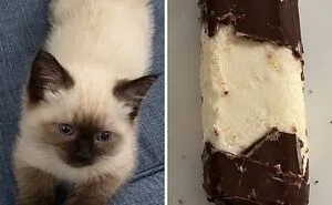 This Page Shared 21 Cats That Look Remarkably Similar To Everyday Foods