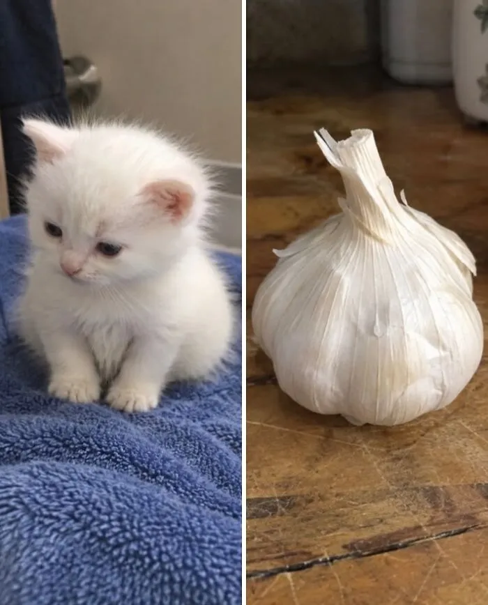 “Cats Or Snacks?”: 26 Hilarious Side-By-Side Comparisons That Are Surprisingly Accurate
