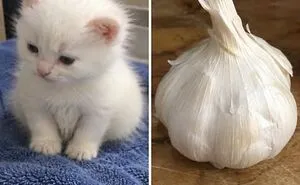 This Page Shared 21 Cats That Look Remarkably Similar To Everyday Foods