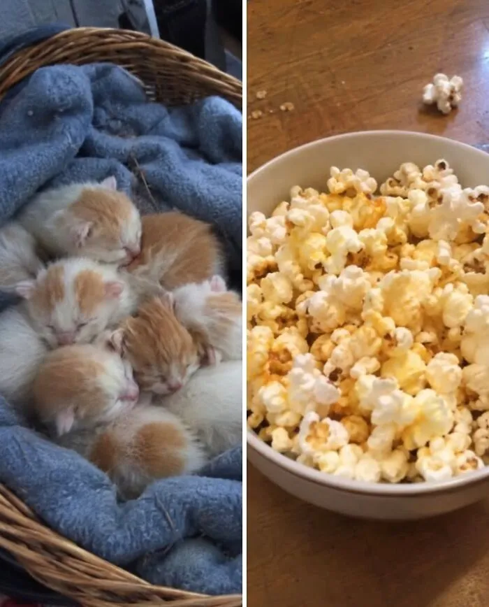 A basket of sleeping kittens compared to a bowl of popcorn, showing cute cats with food doppelgängers
