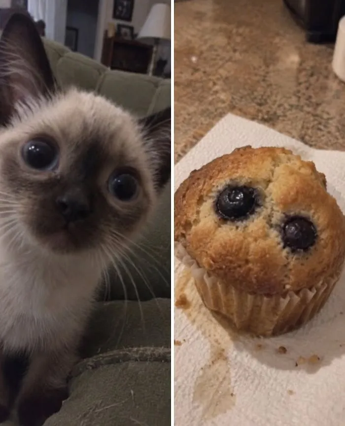 A wide-eyed Siamese kitten next to a blueberry muffin, illustrating cats with food doppelgängers