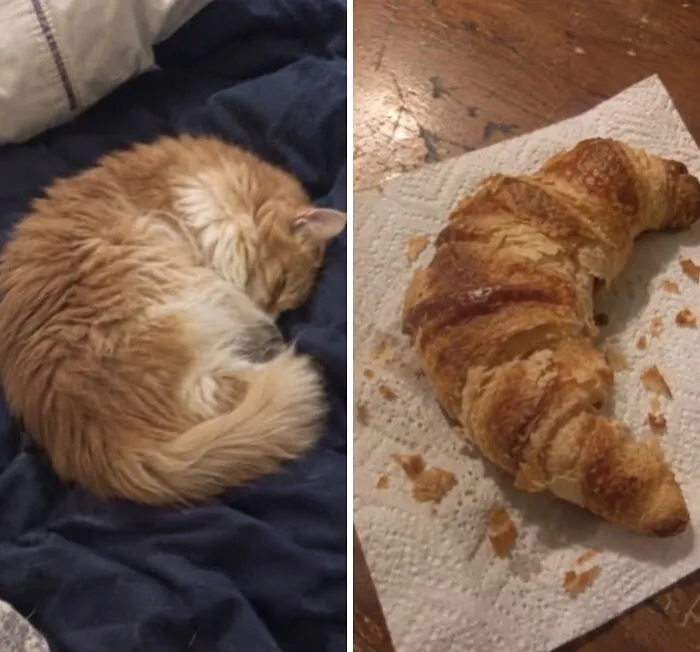 Side-by-side of a curled-up orange cat and a croissant, showcasing hilarious cats with food doppelgängers