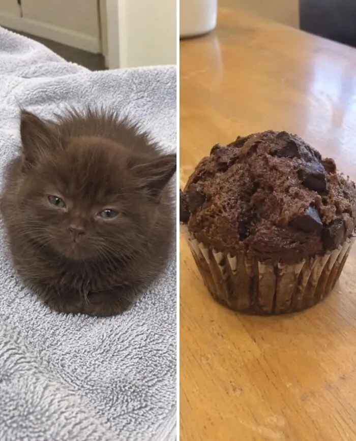 Side-by-side comparison of a tiny brown fluffy kitten and a chocolate chip muffin food doppelgänger