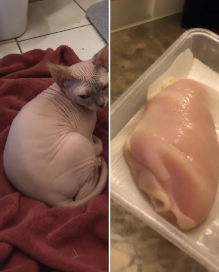 A hairless Sphynx cat next to a raw chicken breast, demonstrating funny cats with food doppelgängers