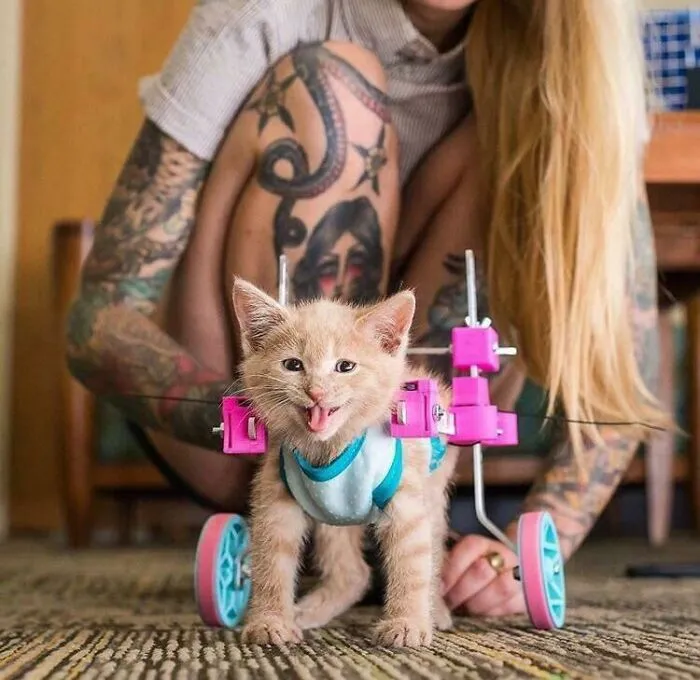A small orange kitten in a pink and blue 3D printer wheelchair, displaying human ingenuity.