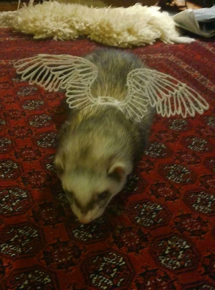 A cute ferret on a rug wearing white angel wings created using a 3D printer