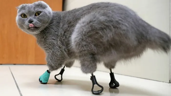 Blep! Meet Dymka, The Bionic Cat With Four 3D-Printed Titanium Limbs