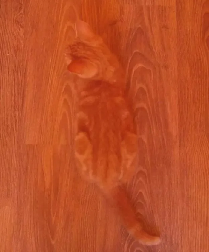 The Way This Cat Blends In