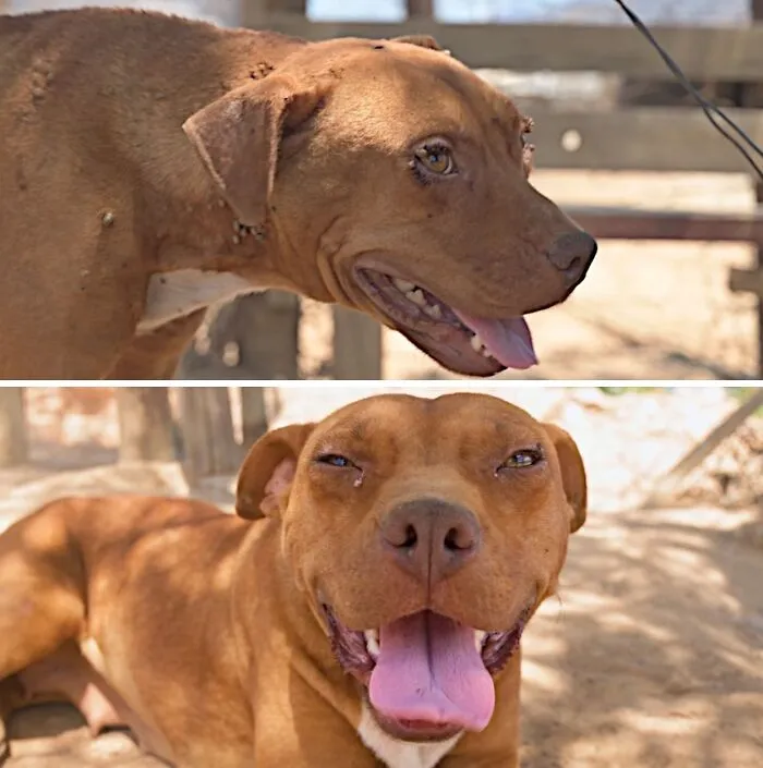 Before and after side-by-side of a brown dog rescued to be happy and healthy