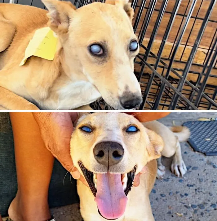 A blind, once neglected dog is now smiling, happy and healthy after being saved by an animal rescue.