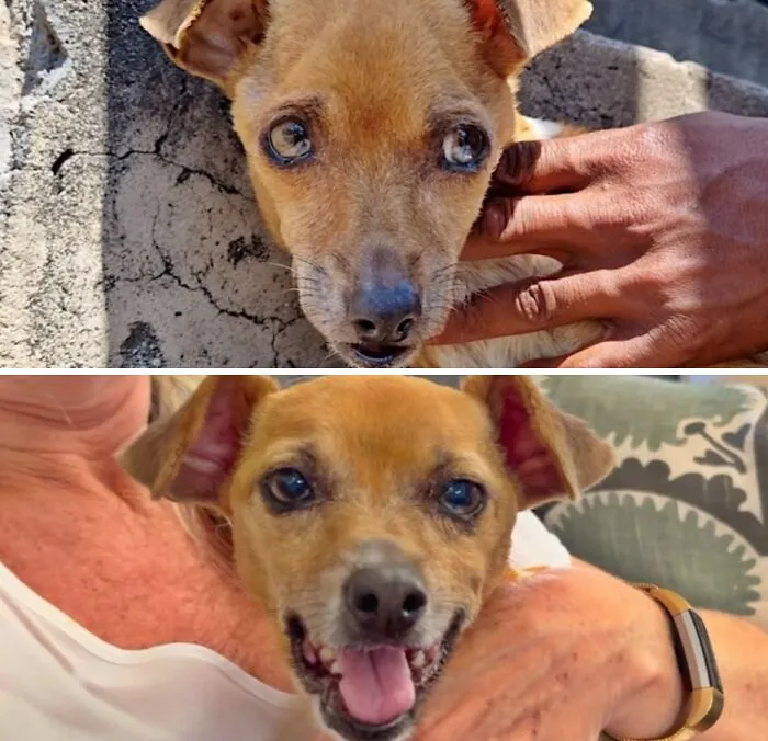Small neglected dog now happy and healthy after being saved by animal rescue