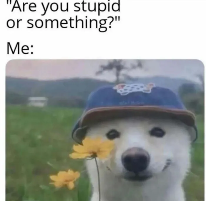 Relatable memes asking Are you stupid or something? paired with a smiling dog wearing a blue hat.