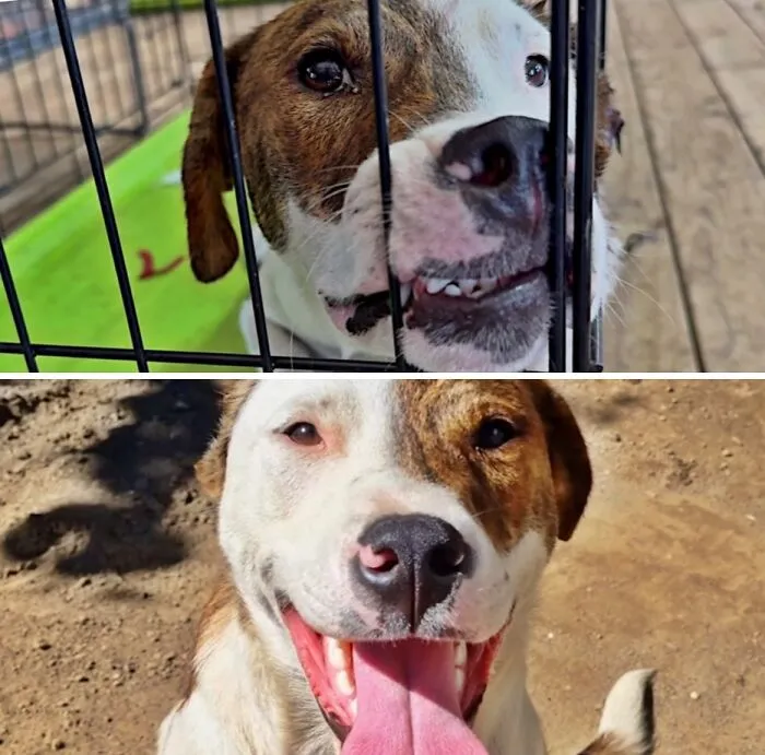 Before and after photos of a neglected shelter dog now a happy and healthy pet.